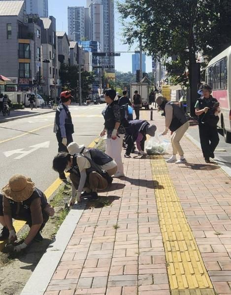 수원시 영통구 광교2동, 길바닥 잡초 제거, 손바닥 정원 조성