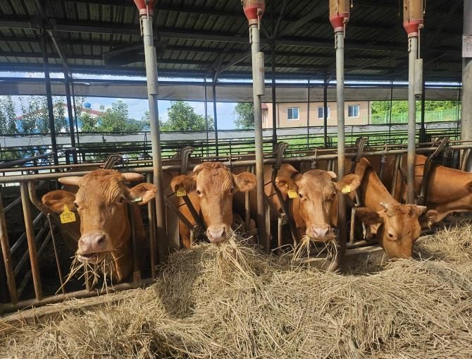 안성시, 25년 저탄소 축산물 인증 14농가 선정