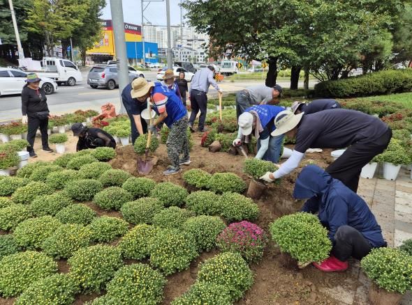 평택시 세교동, 2025년 가을맞이 국화꽃 식재 추진