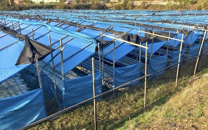 파주시, 2026년 특용작물(인삼) 생산시설 현대화 지원사업 신청 접수