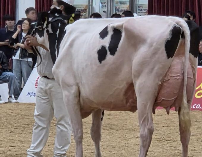 파주시 천호목장, ‘2025년 한국 홀스타인 품평회’ 전국 3위 수상