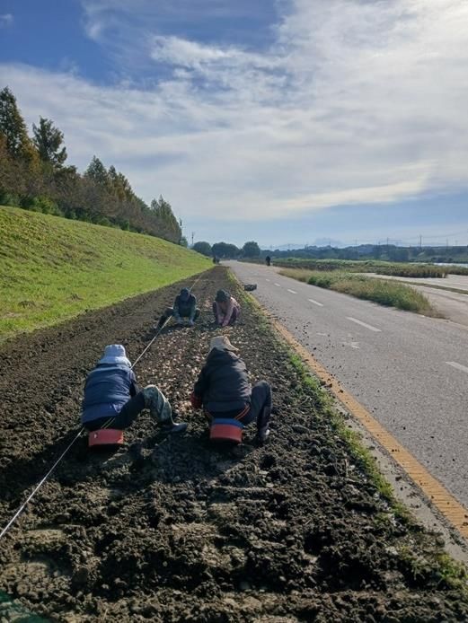 파주시 금촌2동, 2026년 공릉천 튤립축제 준비 본격 착수