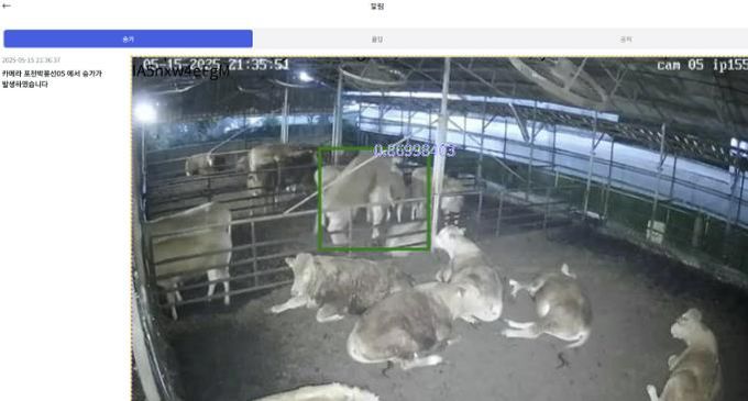 포천시, 인공지능(AI) 기반 한우 스마트팜 번식관리 시스템 본격 가동