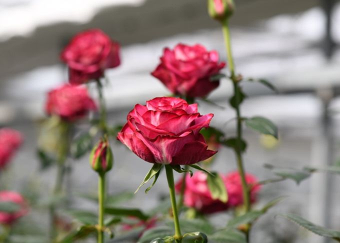 2026년 신품종 3품종 ‘스타가넷’