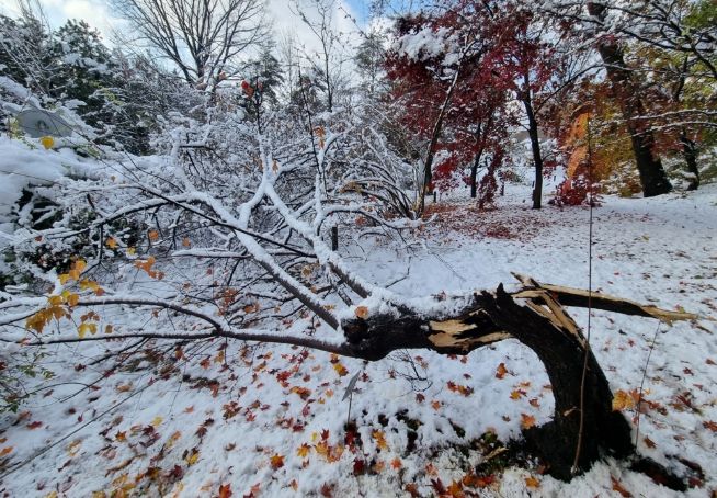 폭설로 나무줄기(수간)가 부러진 신나무