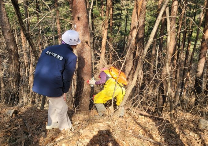 소나무재선충병 예방나무주사 사업지 점검